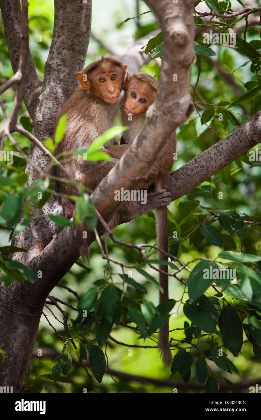 Zwei Affen In einem Baum; Tamil Nadu, Indien Stockfoto
