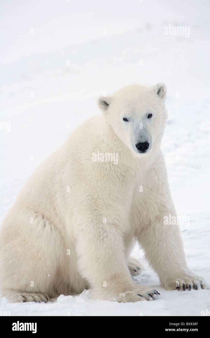 Eisbär (Ursus Maritimus) sitzen auf seinen Hinterbeinen blickt in die Kamera; Churchill, Manitoba, Kanada Stockfoto