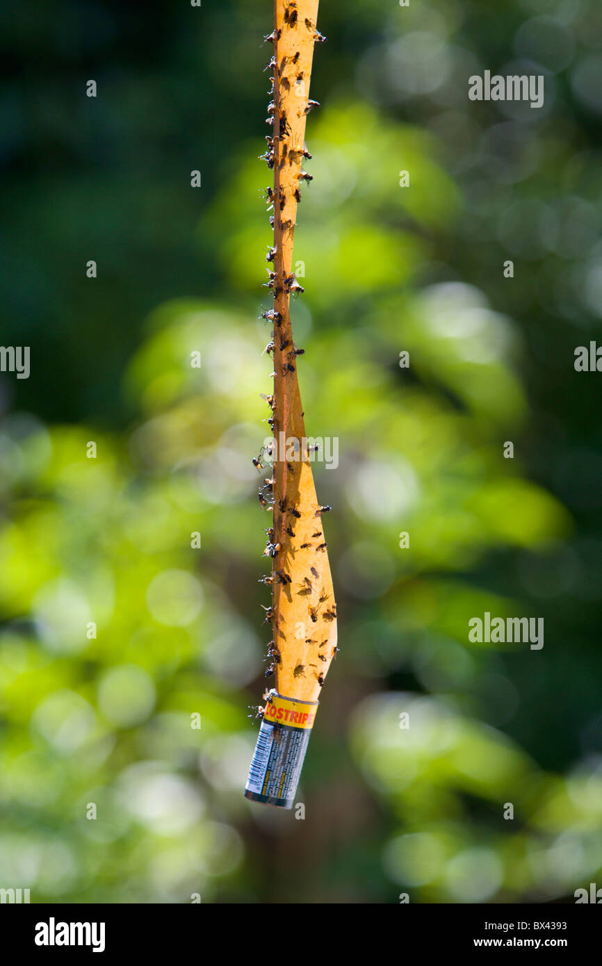 Fliegenfalle Falle fliegt langstielig Insekten Viskose kleben Kampf Stockfoto
