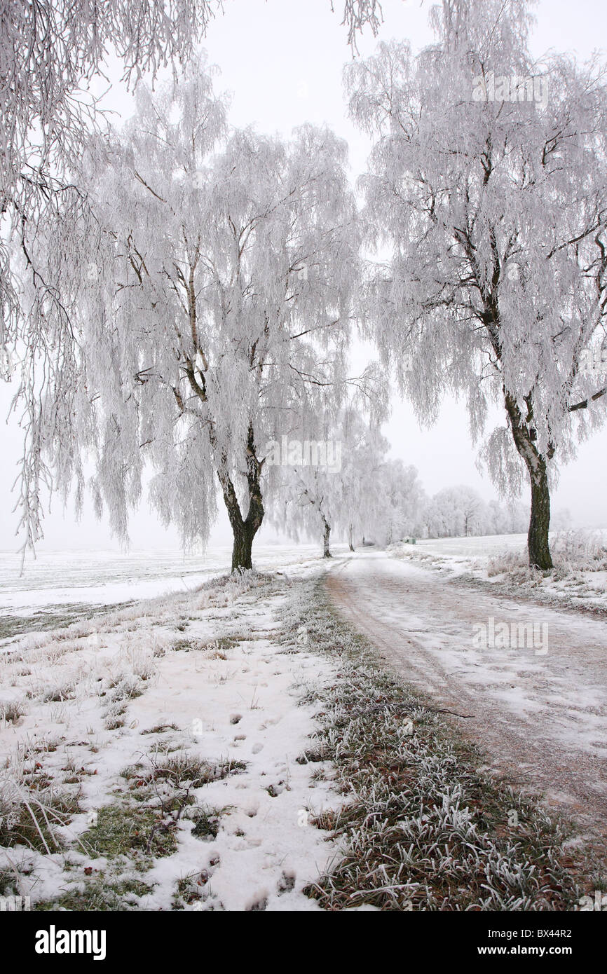 Schuss von Bäumen am Morgen nach eine sehr kalte Nacht, schwere Raureif, mit Resten der Schnee vermischt. Stockfoto