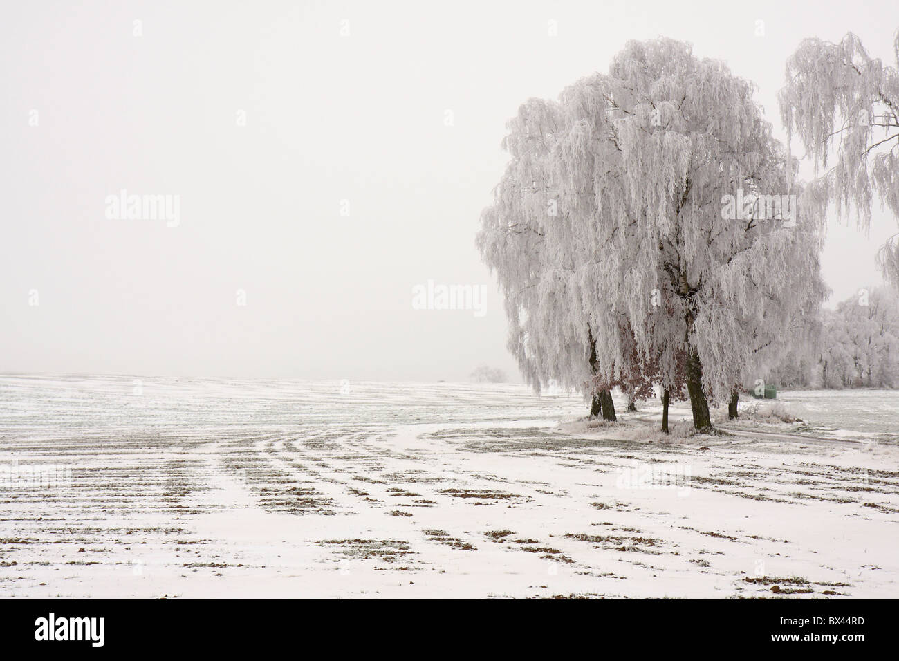 Schuss von Bäumen am Morgen nach eine sehr kalte Nacht, schwere Raureif, mit Resten der Schnee vermischt. Stockfoto