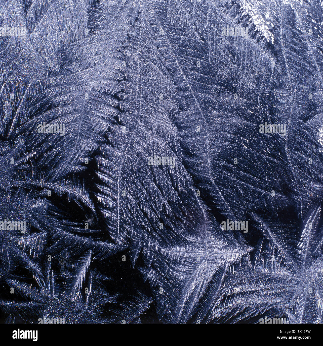 Winter-Eis-Frost-Blumen-Windows schwarz weiß Farn Stockfoto