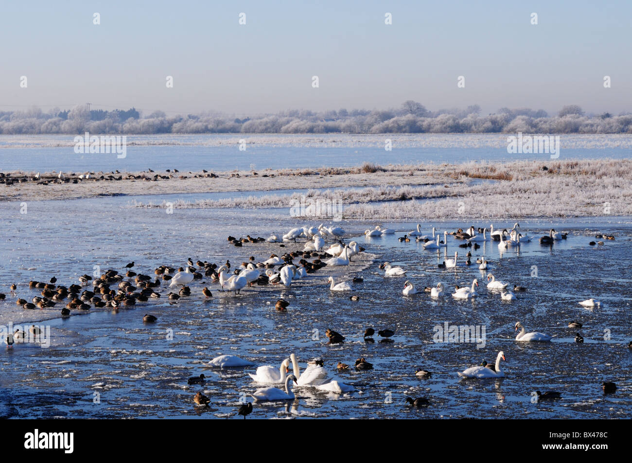 Welney Wildfowl und Feuchtgebiete Trust, Norfolk, England, UK Stockfoto