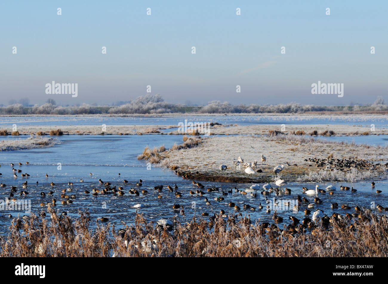 Welney Wildfowl und Feuchtgebiete Trust, Norfolk, England, UK Stockfoto