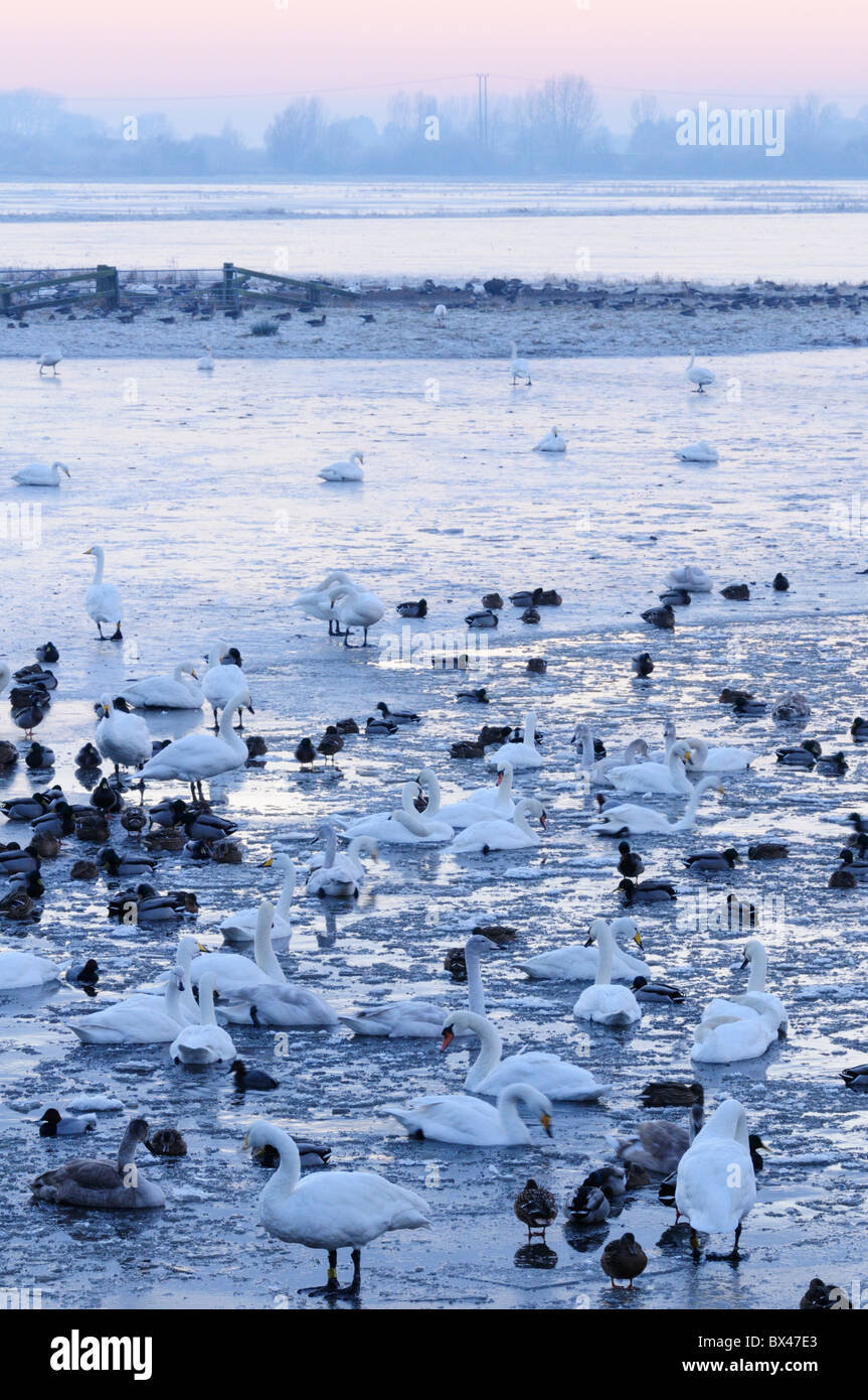 Welney Wildfowl und Feuchtgebiete Trust, Norfolk, England, UK Stockfoto