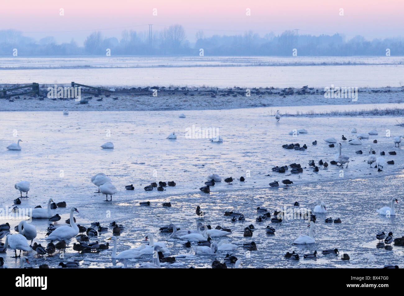Welney Wildfowl und Feuchtgebiete Trust, Norfolk, England, UK Stockfoto