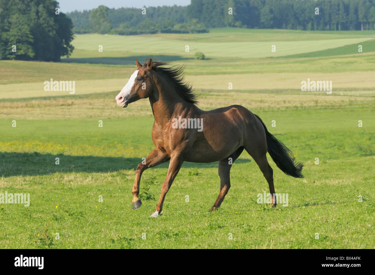 Quarter Horse Galopp auf dem Gebiet Stockfoto