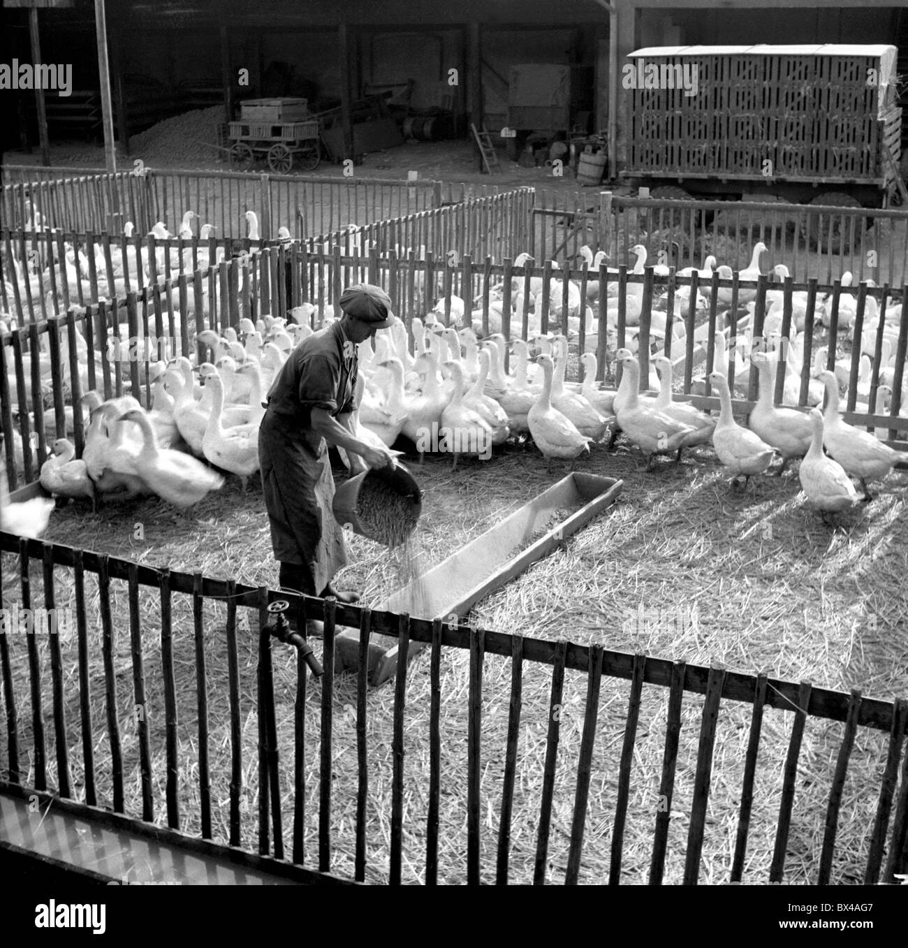 Goose Bauernhof, Fleisch, Federn Stockfoto