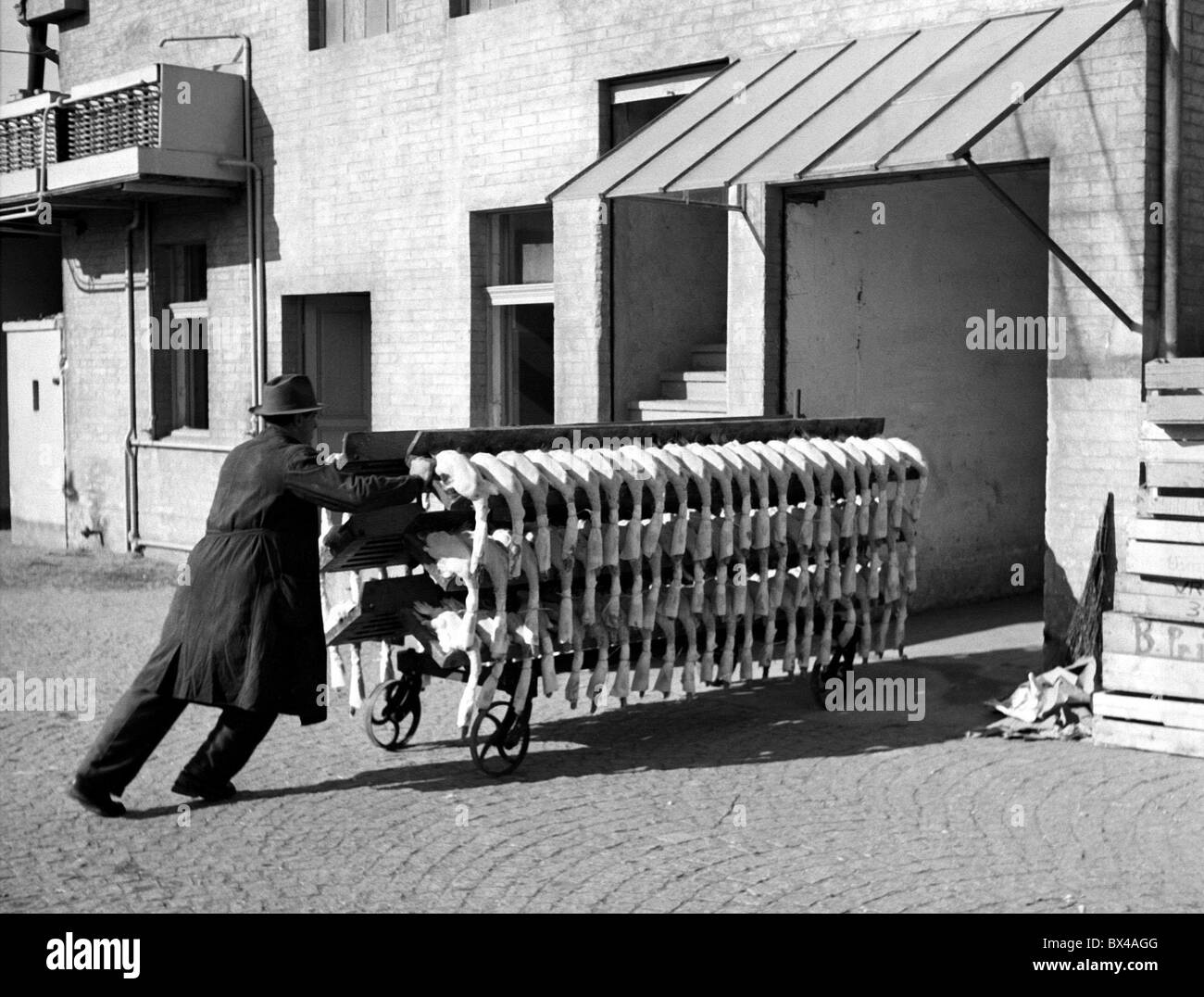 Goose Bauernhof, Fleisch, Federn Stockfoto