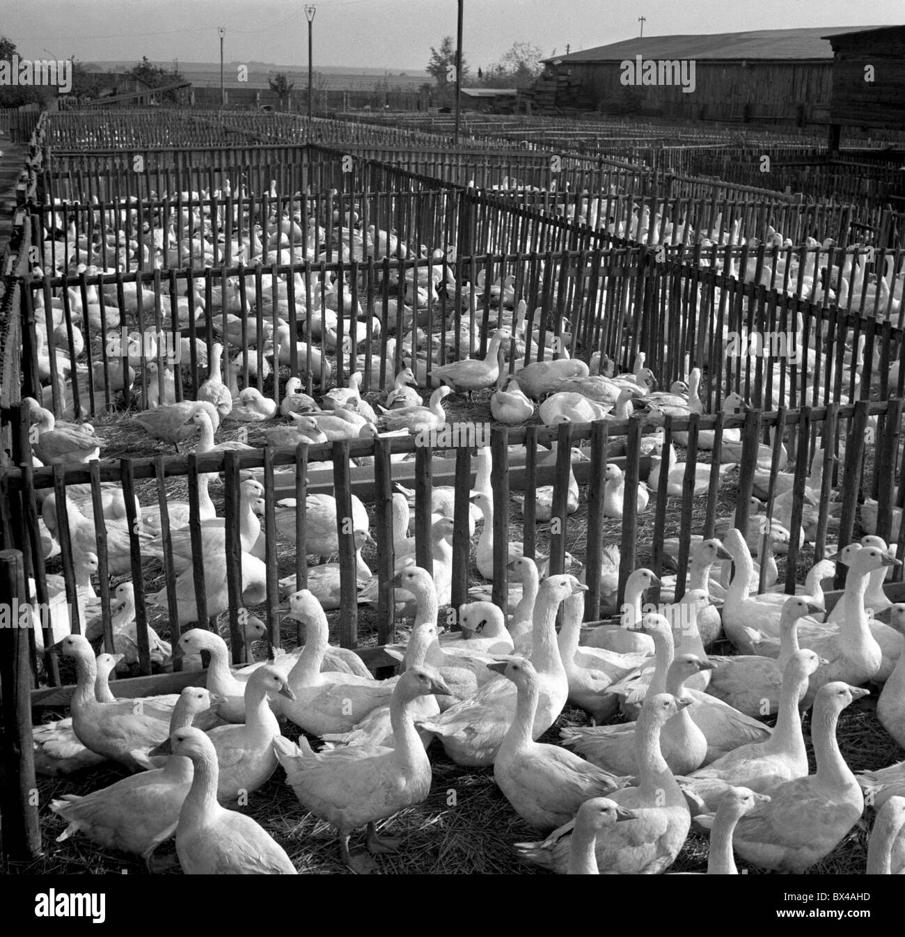 Goose Bauernhof, Fleisch, Federn Stockfoto