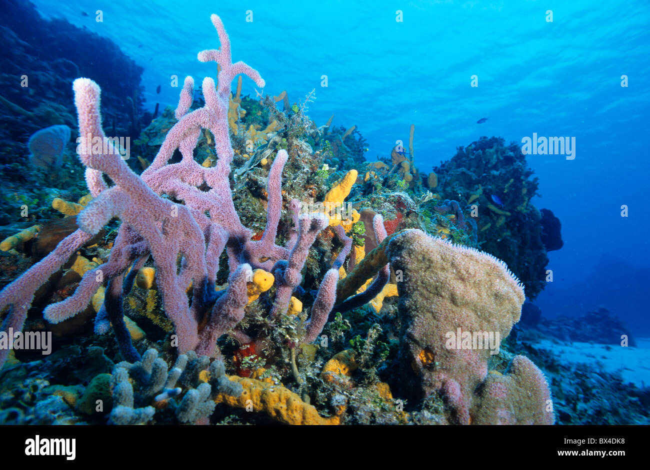 Weichkorallen wachsen in einem Unterwassergarten Palancar Reef, Insel Cozumel, Halbinsel Yucatan, Mexiko. Stockfoto