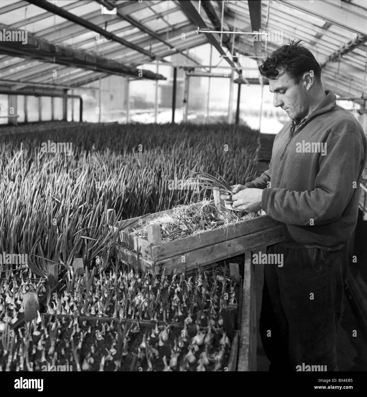 Vereinigte landwirtschaftliche Genossenschaft Arbeiter (Rahmen) erntet Zwiebeln. Tschechoslowakei, Veliby 1963. (CTK Foto / Josef Nosek) Stockfoto