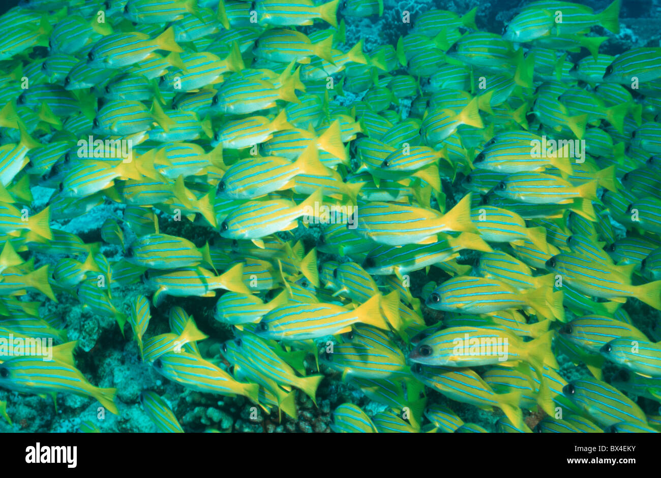 Ari Atoll Blaustreifenschnapper Fauna Fische Goldstreifenschnapper Goldstreifenschnapper blauen Streifen Goldstreifen Stockfoto