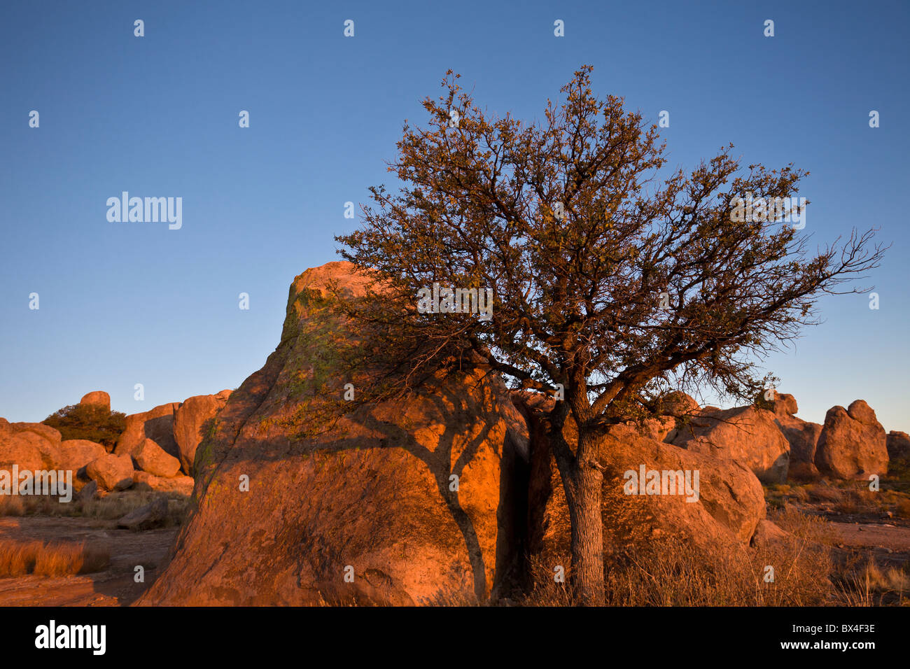 Warmen Sonnenuntergang Licht trifft auf einen einsamen Baum inmitten der monolithischen Felsformationen im City of Rocks State Park in New Mexico, USA. Stockfoto
