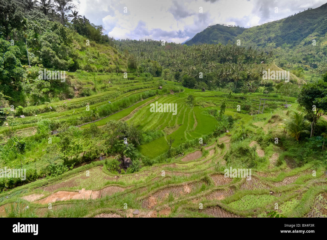 typische Terrasse Reisfelder von Bali, Indonesien Stockfoto