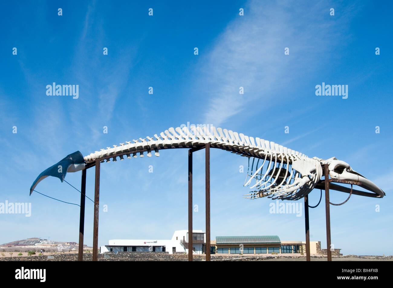 Blauwal-Skelett auf dem Display auf Futureventura in th Kanaren Knochen Knochen Wale Skelette Stockfoto