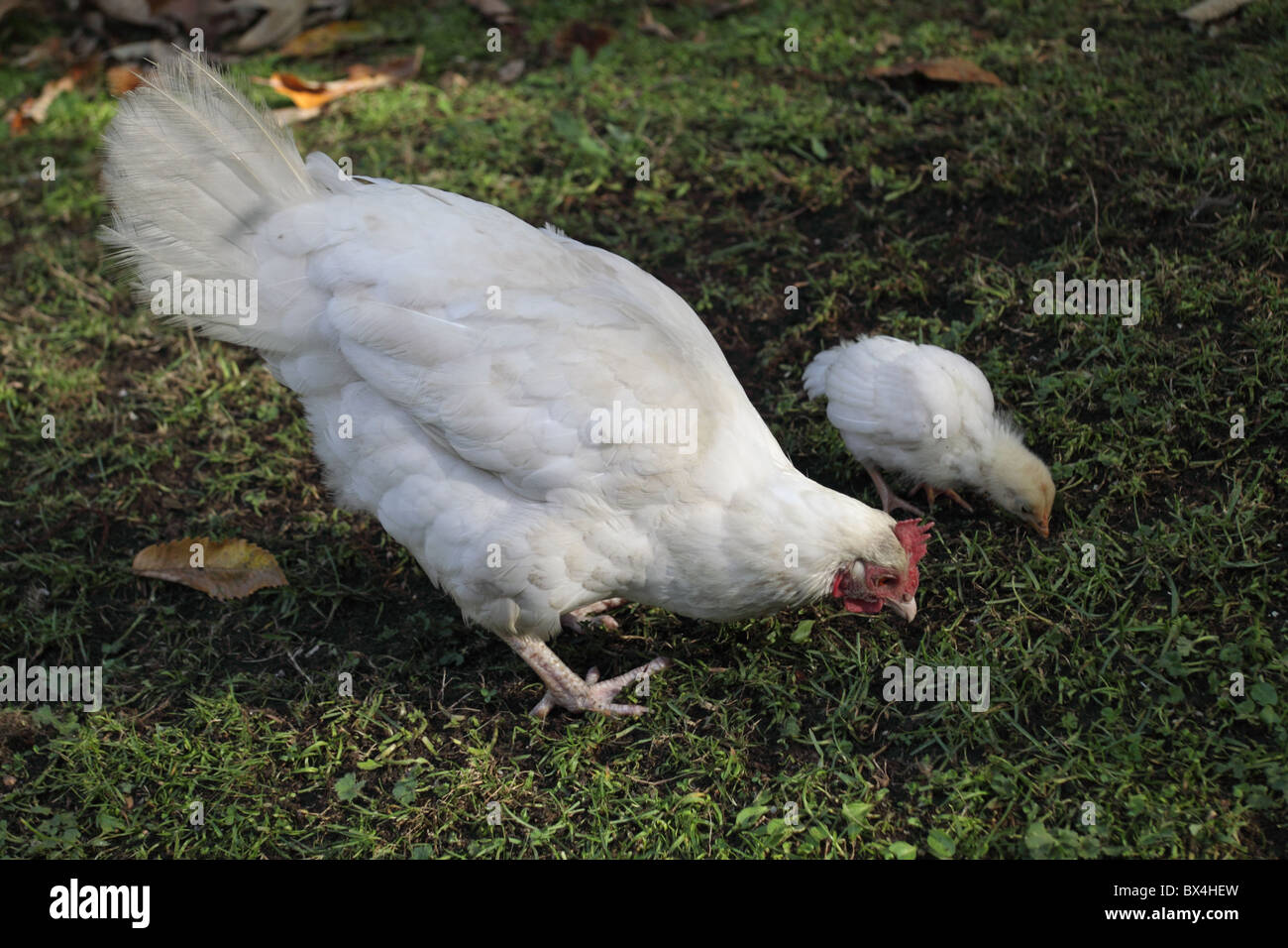 Weißes Huhn und seine Küken suche Essen Stockfoto