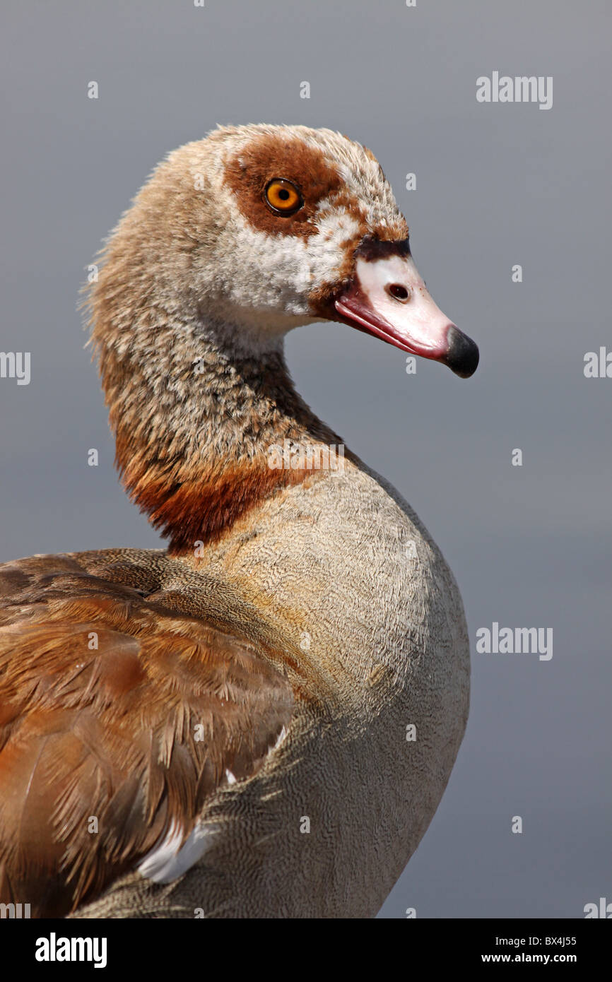 Kopf und Hals der ägyptische Gans Alopochen Aegyptiacus genommen am See Awassa, Äthiopien Stockfoto