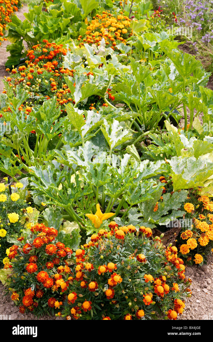 Ein Jardin Potager "Potager ornamentalen Küche Gemüsegarten wächst in der Loire-Region von Frankreich im August Stockfoto