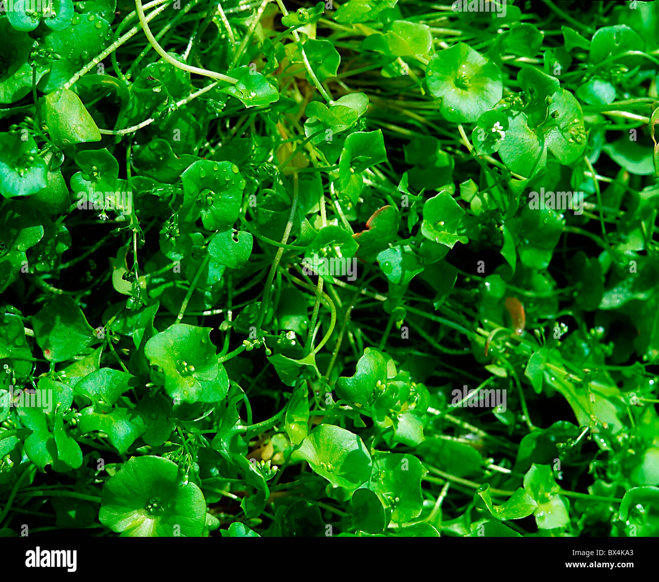 Gemüse, Winter-Portulak Stockfoto
