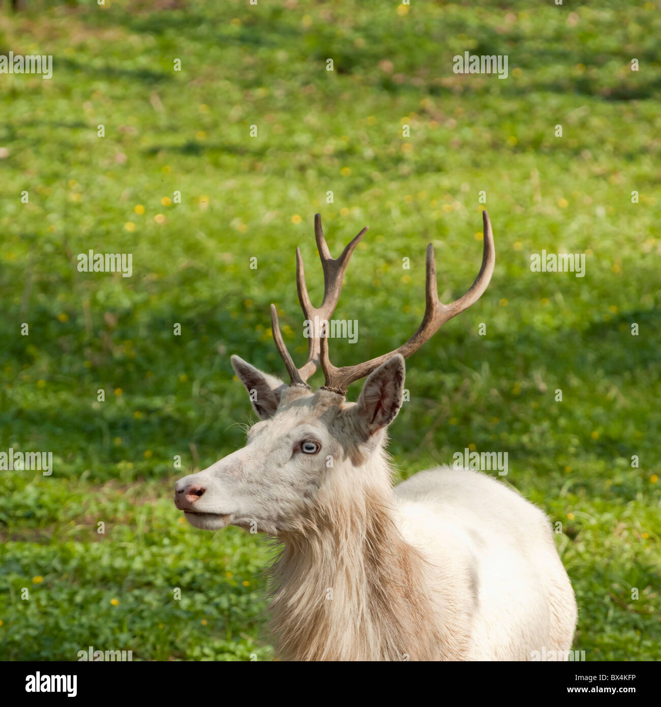 Albino Rehe im Frühling, Zehusice Wald, Tschechien Stockfoto