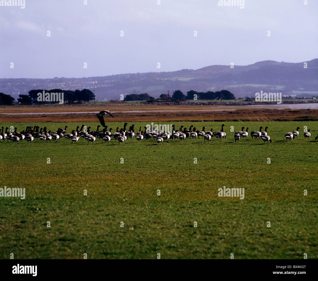 Brent Gänse, Bull Island, die Bucht von Dublin, Irland Stockfoto