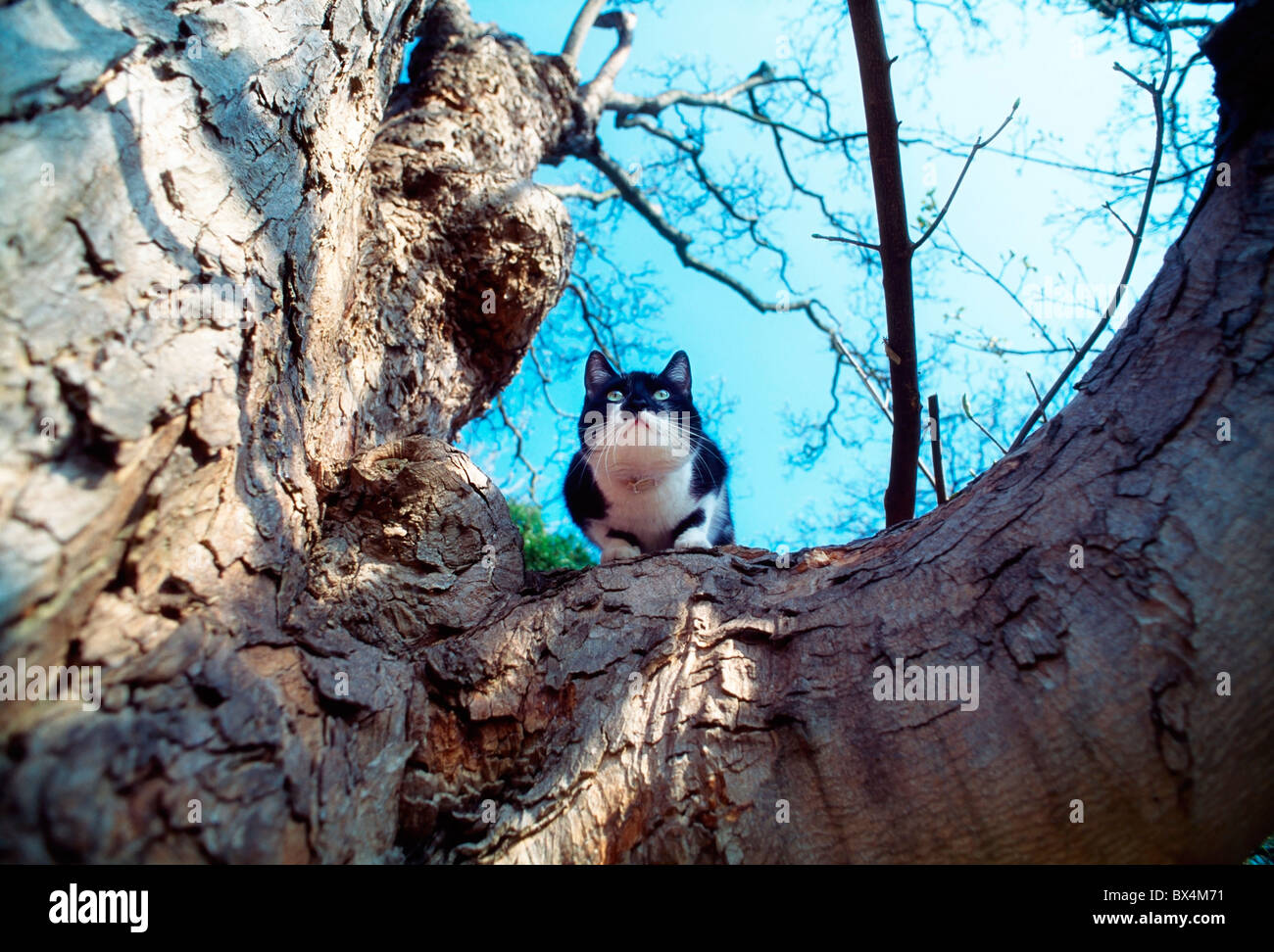 Eine Katze auf Baum Stockfoto