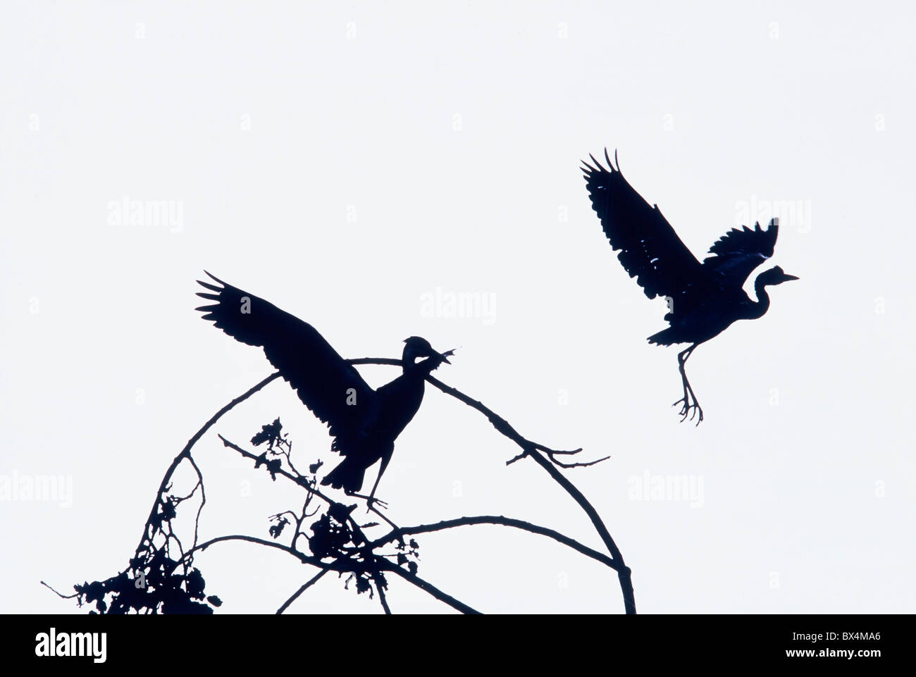 Reiher im Flug Stockfoto