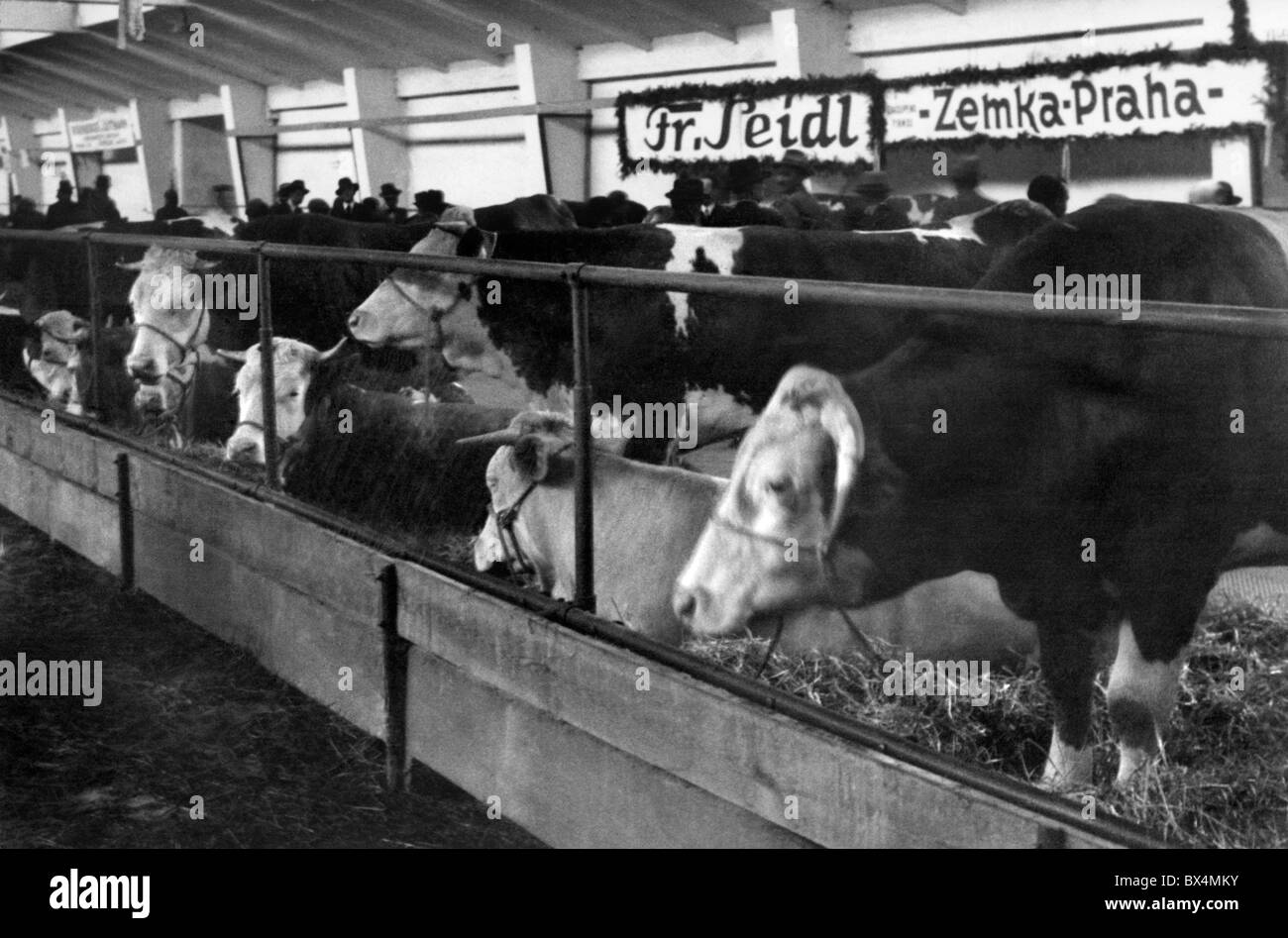 Tschechoslowakei, Kühe Milch Schaufenster in Prag expo Stockfoto