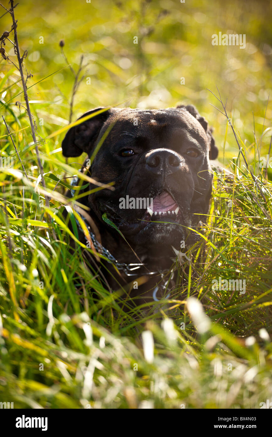 Boxer Hund im freien Stockfoto