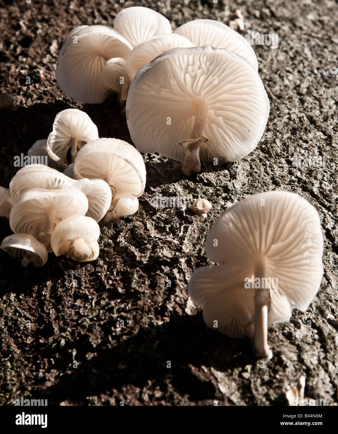 Porzellan-Pilz an einem Baumstamm tot Buche Stockfoto