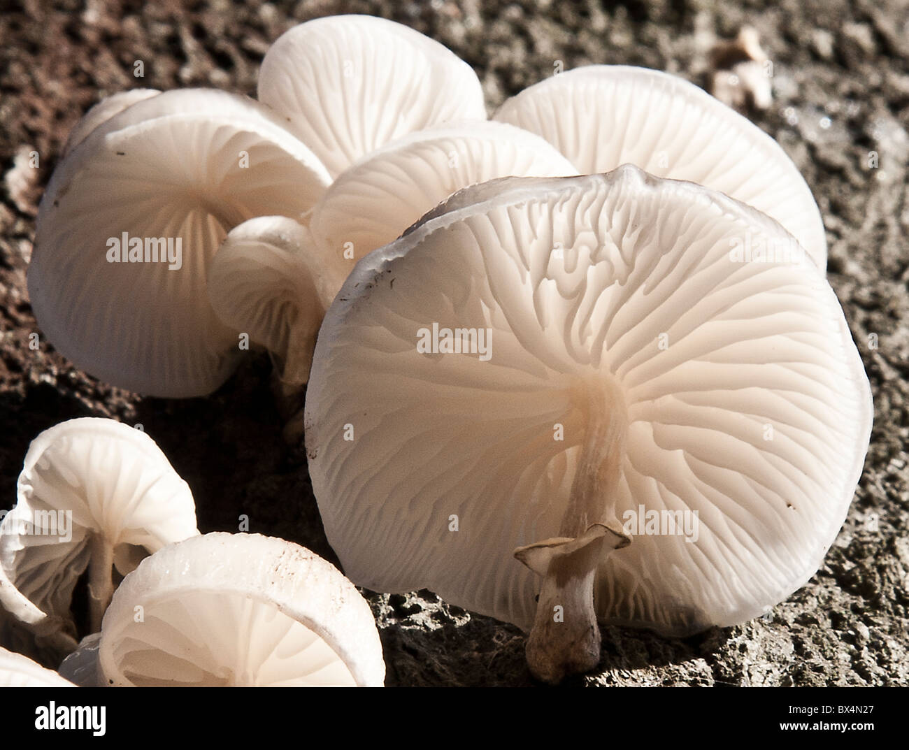 Porzellan-Pilz an einem Baumstamm tot Buche Stockfoto