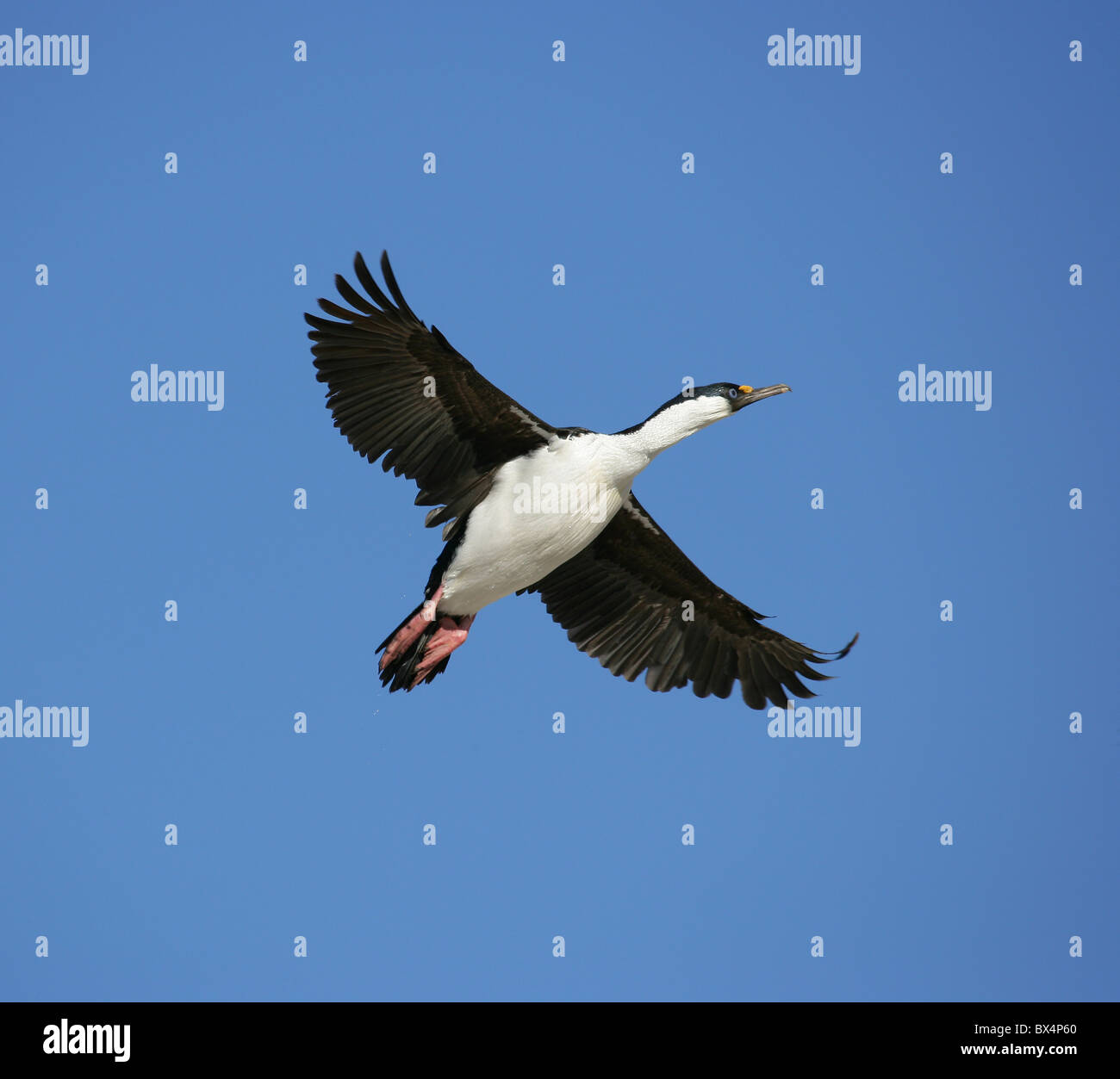 [Antarktis Shag] [Phalacrocorax Bransfieldensis] auf der Flucht vor blauem Himmel mit ausgestreckten Flügeln Stockfoto