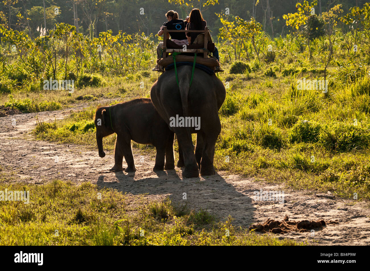 Elefant und Kalb auf Safari, Chitwan Nationalpark, Nepal Stockfoto