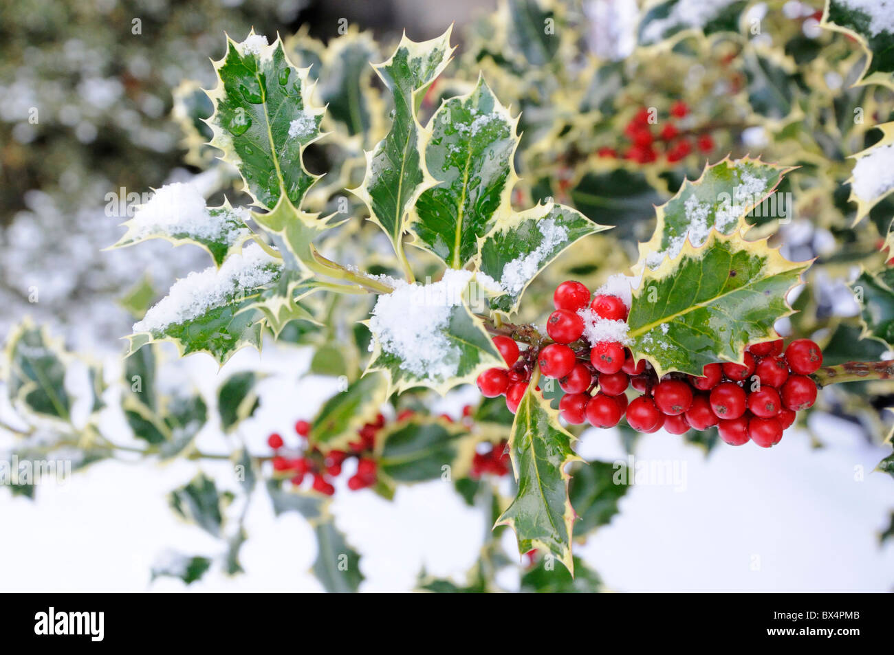 Holly rote Beeren und Schnee Stockfoto