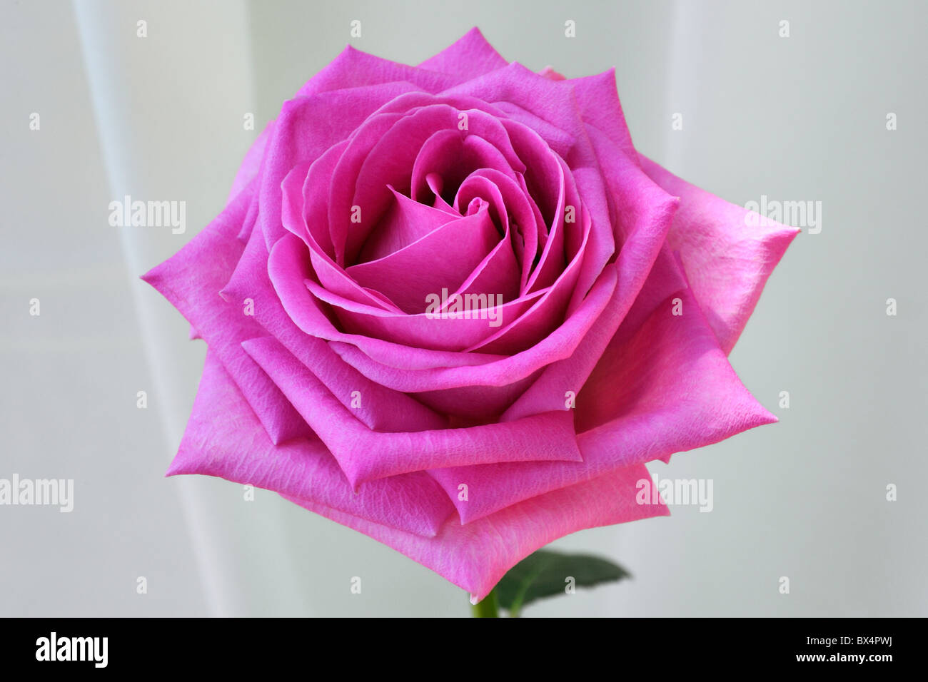 Nahaufnahme von rosa Rose Stockfoto