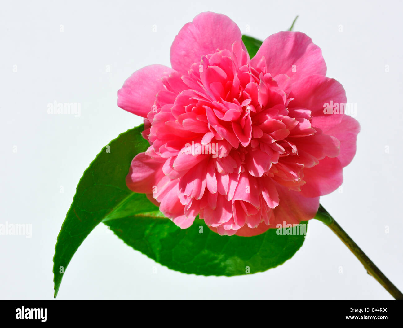 Nahaufnahme von rosa Rose Stockfoto
