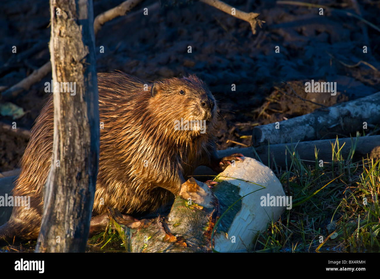 Ein Biber wegsehen von Pappel, die er kauen war Stockfoto