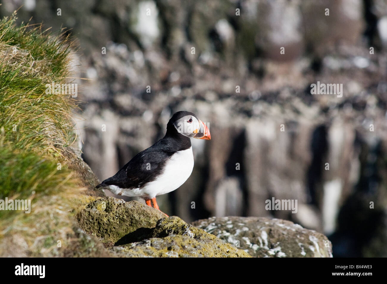 Papageitaucher auf dem Felsen Stockfoto