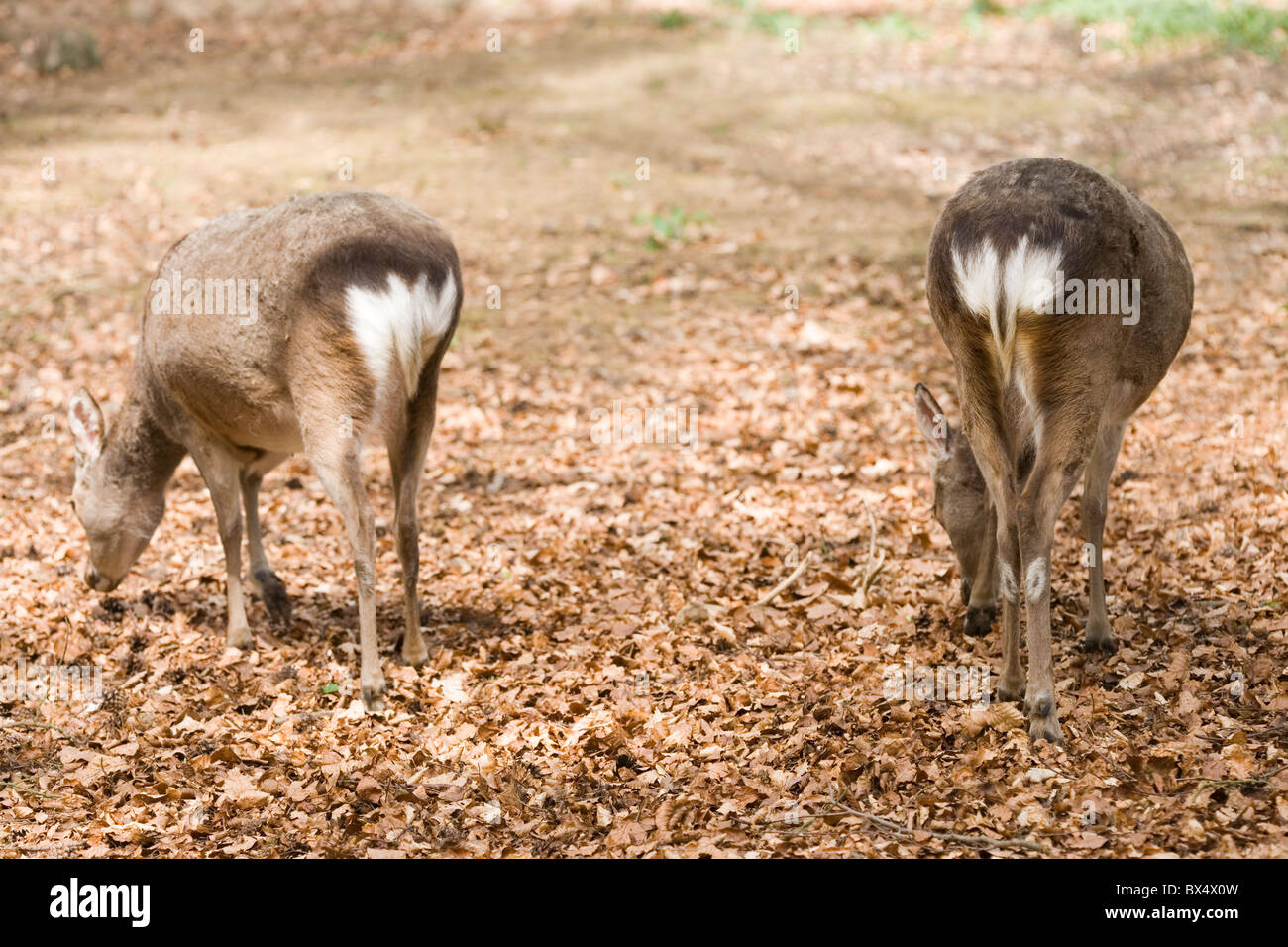 Sika Hirsch Cervus Nippon. Tiere, die Eicheln und Buche Mast unter Laubstreu auf Waldboden. Rump Markierungen zeigen. Stockfoto