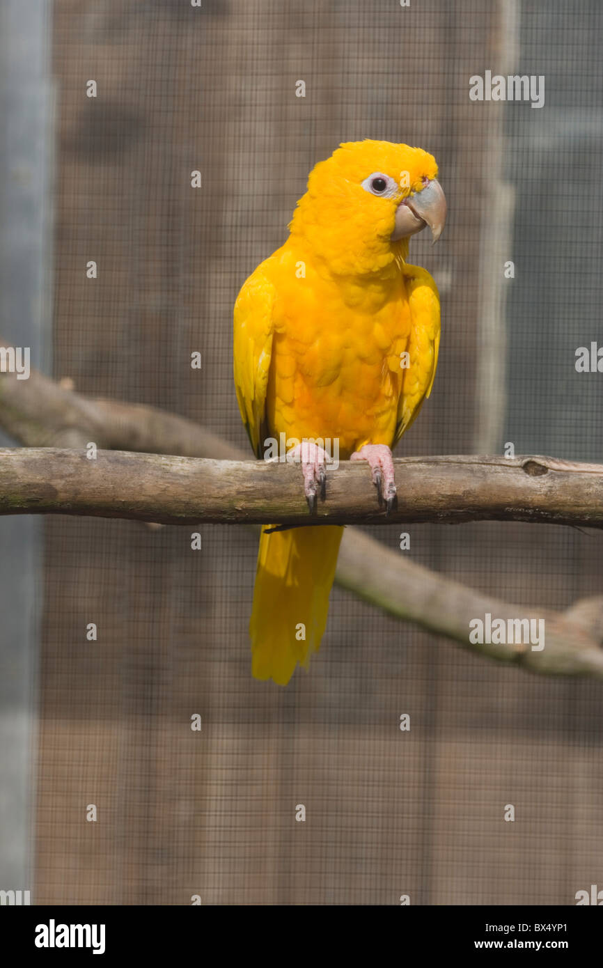 Goldene Conure (Aratinga Guarouba). Vogel Voliere. Privatsammlung. Eingeborener nach Nordosten Brasiliens. Stockfoto