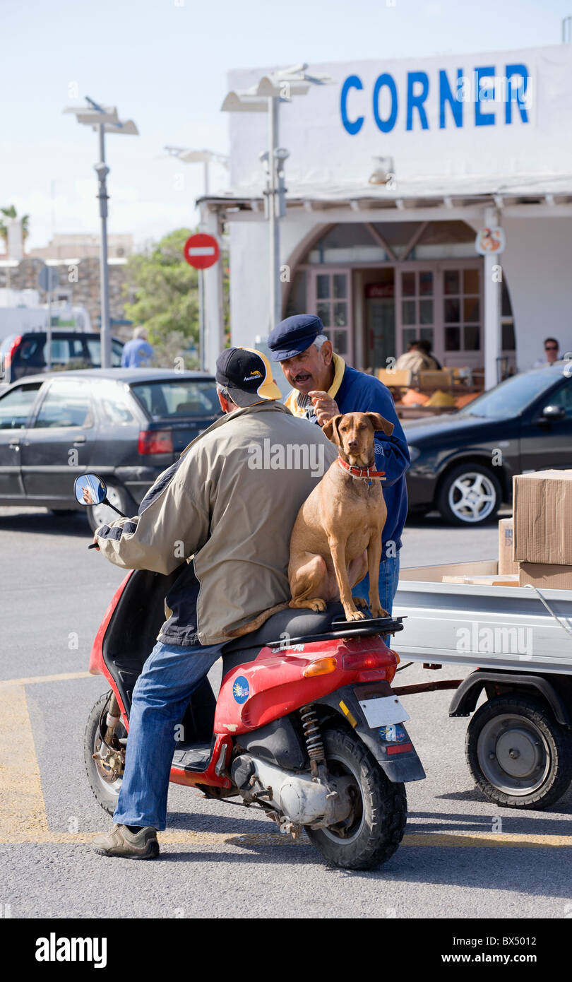 Straßenszene in Parikia, auf den griechischen Kykladen-Insel Paros. Hund-Passagier auf einem Roller. Stockfoto