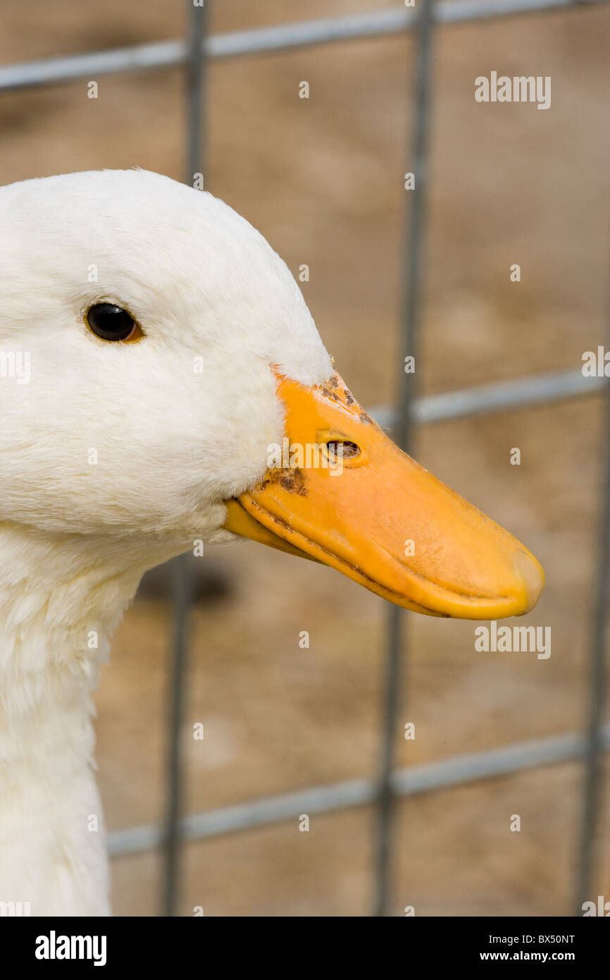 Peking Ente (Anas Platyrhynchos). Heimischen Rasse. Für den Verkauf in einem Geflügel Auktion Verkauf, Suffolk, East Anglia. Porträt. Stockfoto