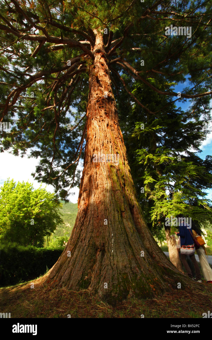 Ein Mammutbaum an der winzigen Train des Pignes Station im Dorf Barrême, Haute-de-Provence, Frankreich. Stockfoto