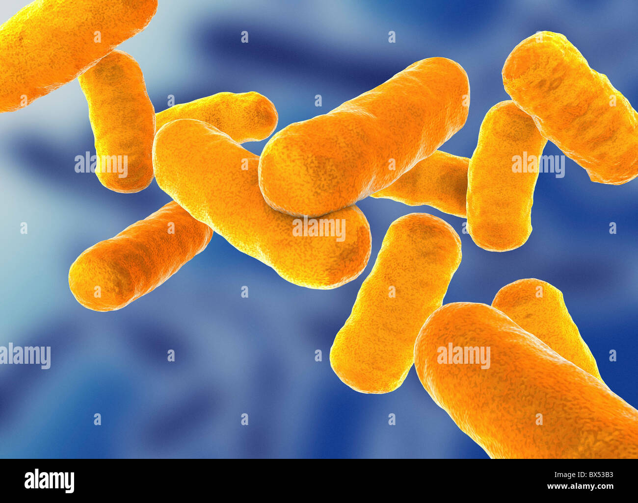 Stab förmige Bacillus-Bakterien Stockfoto