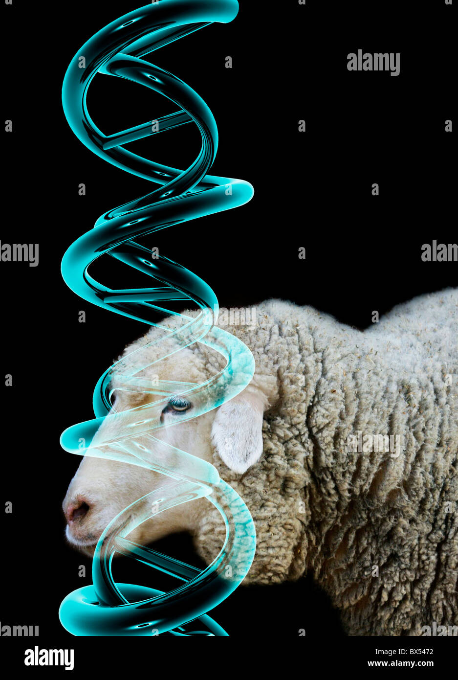 Geklonte Schaf, Konzeptbild Stockfoto