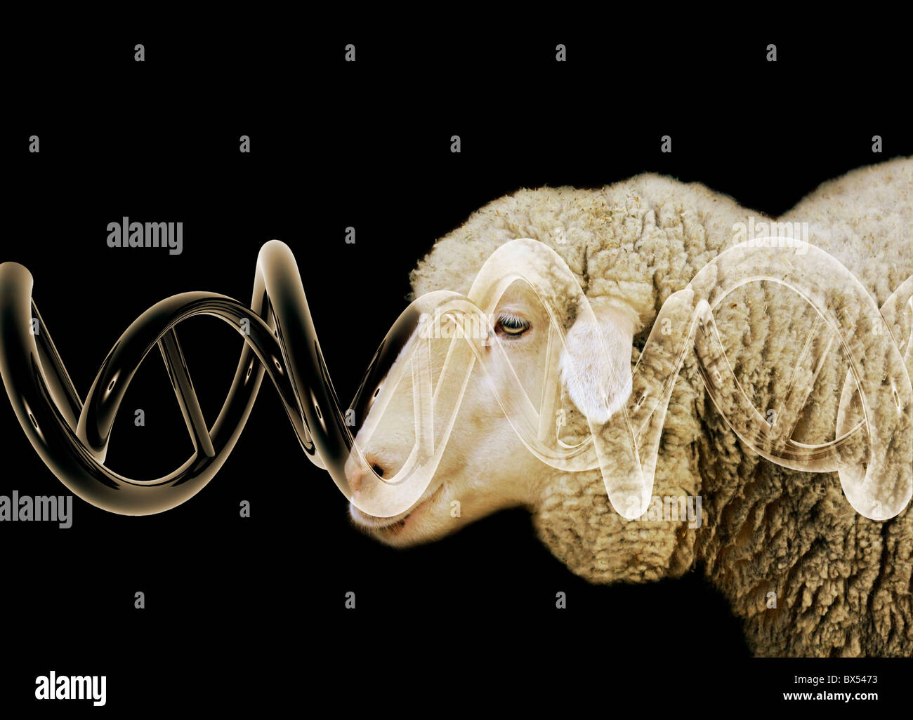 Geklonte Schaf, Konzeptbild Stockfoto