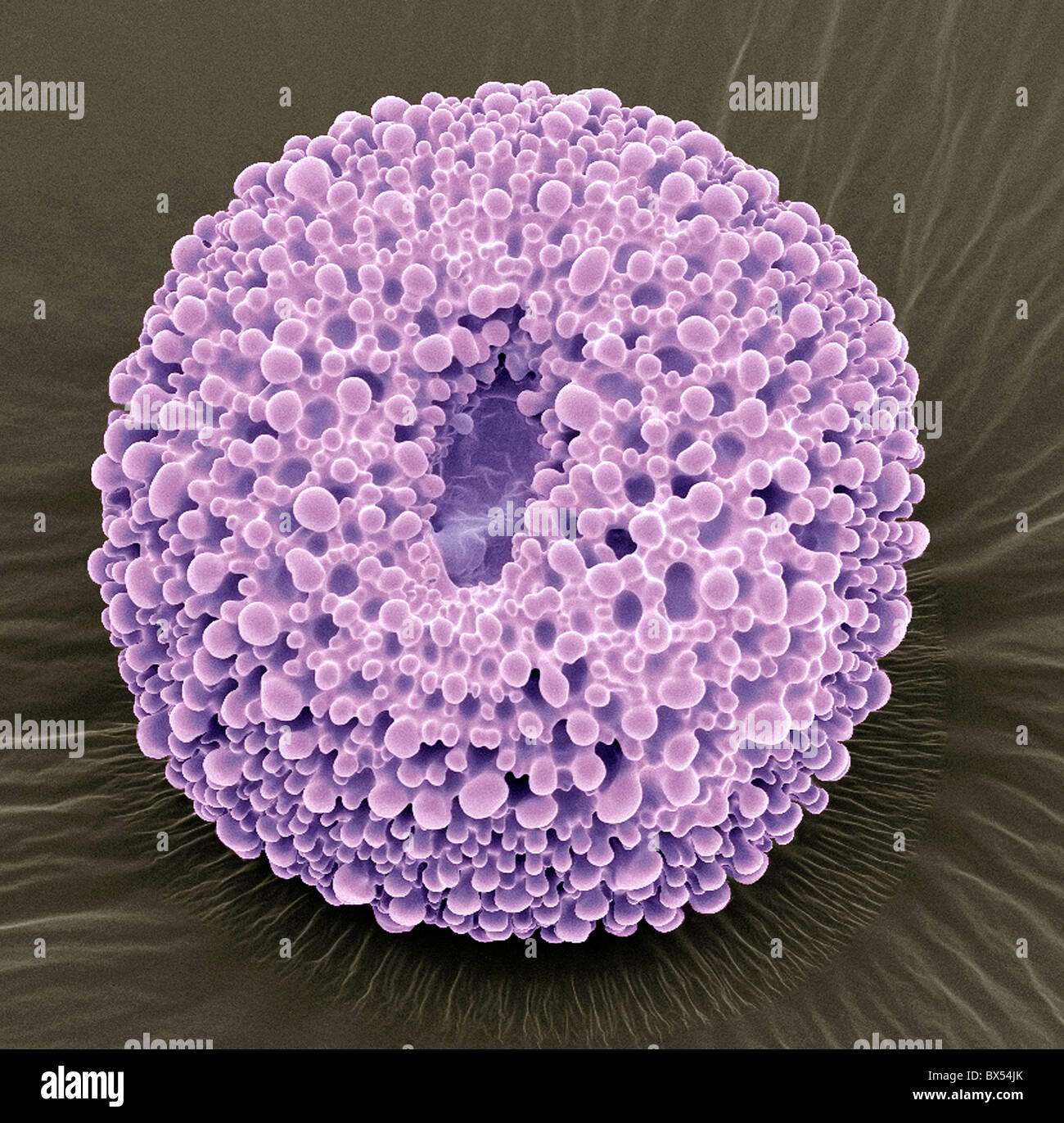 Geranie Pollen, SEM Stockfoto