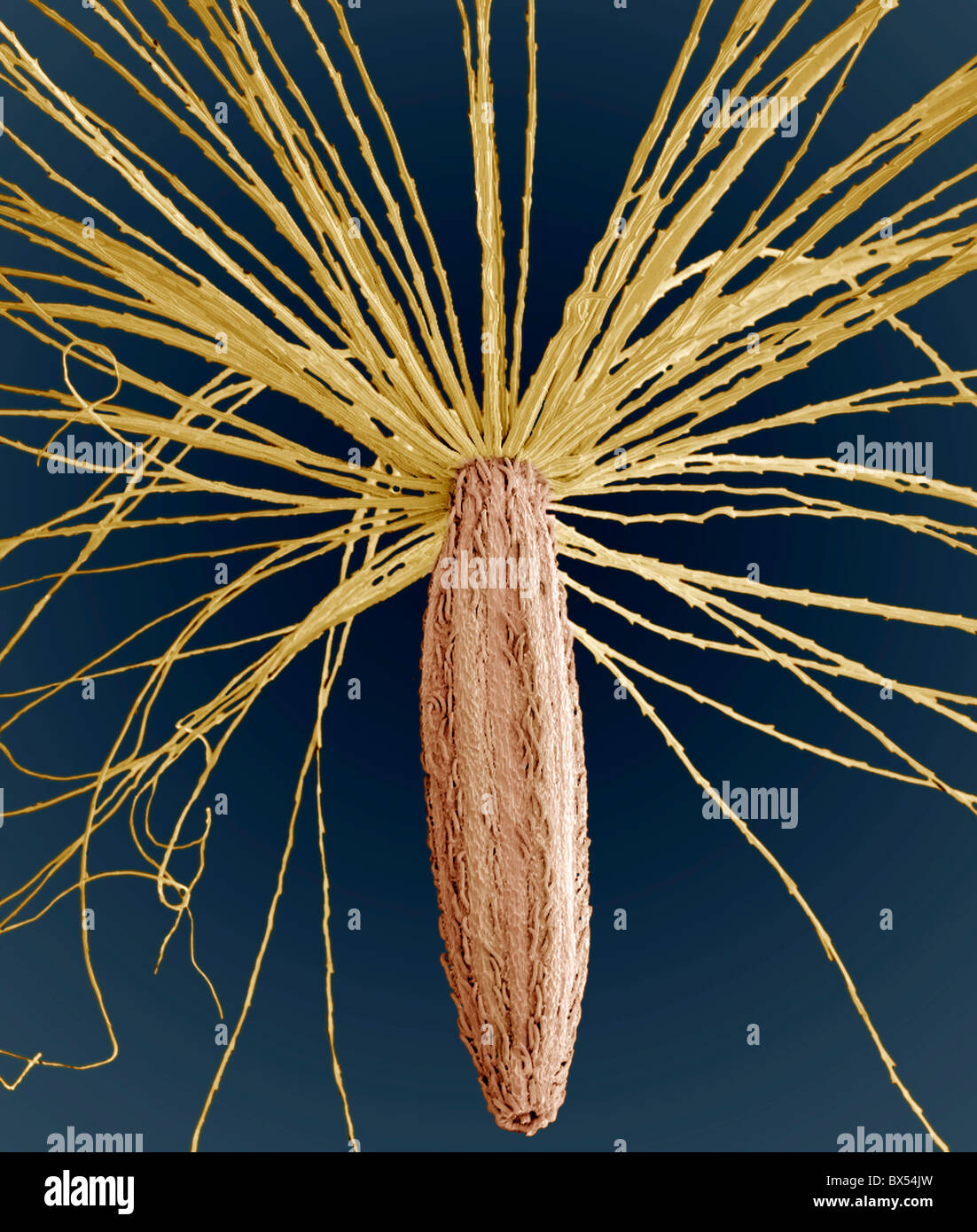 Smooth Hawksbeard Samen, SEM Stockfoto