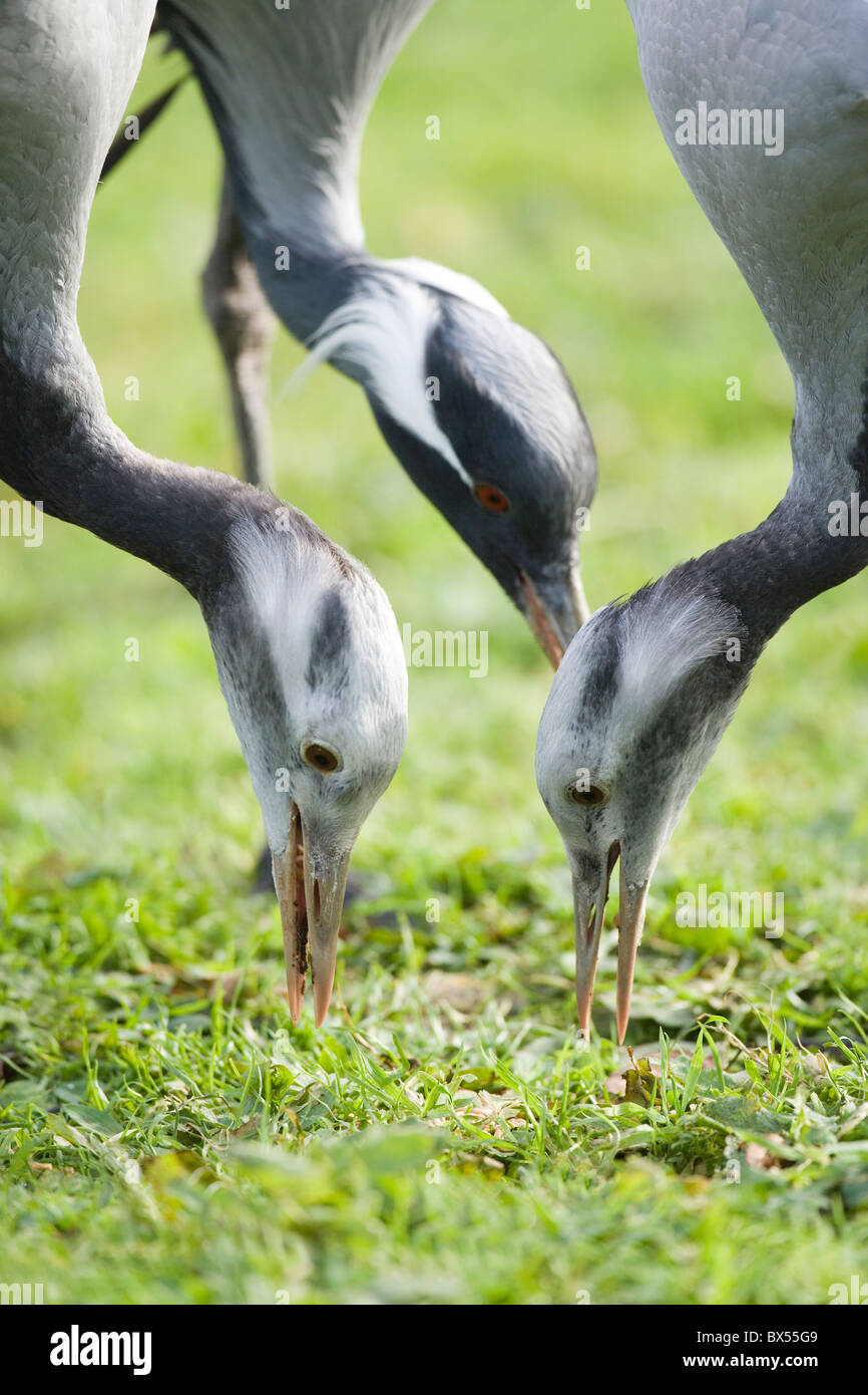 Demoiselle Kran Anthropoides Virgo. Erwachsenen Elternteil hinter mit zwei juvenile 12 Wochen alten Geschwister jung, links und rechts. Fütterung. Stockfoto